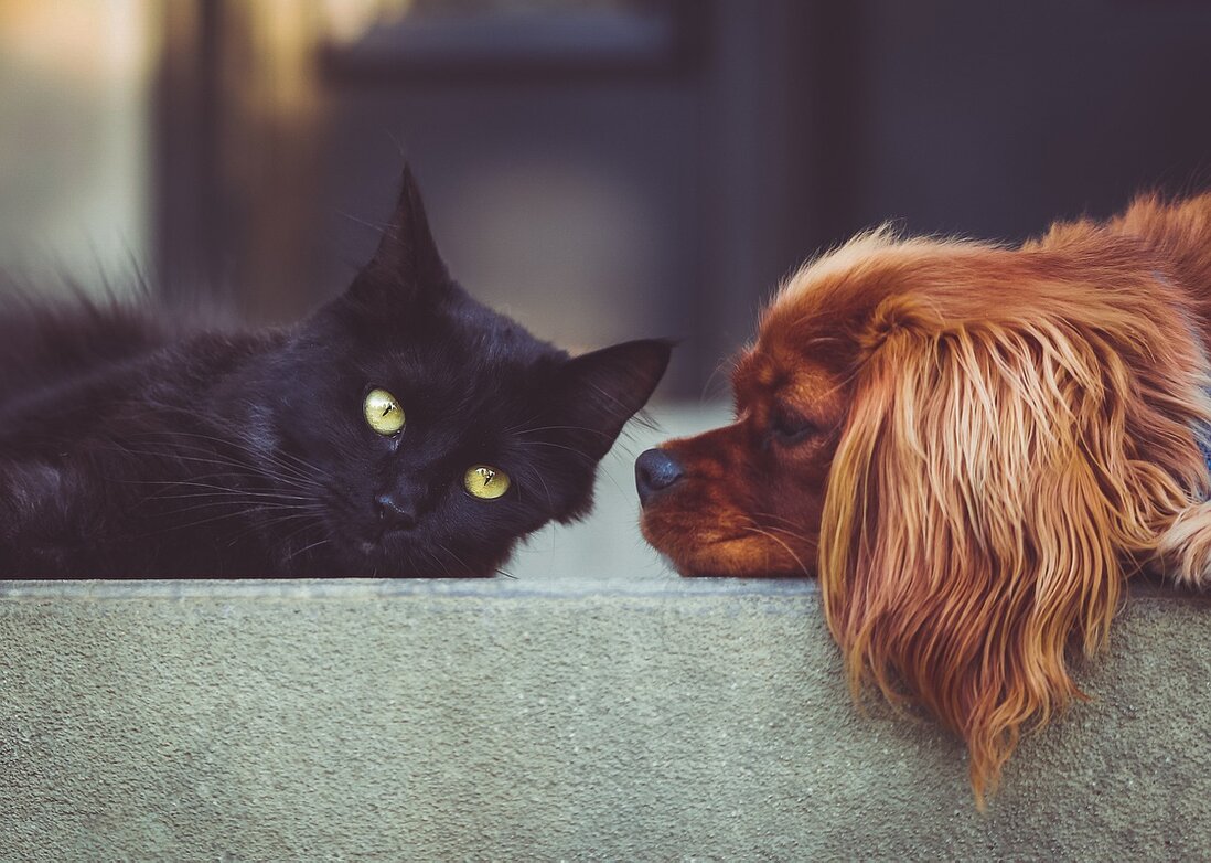 Suitcase and clock symbolising travel while pets stay at home